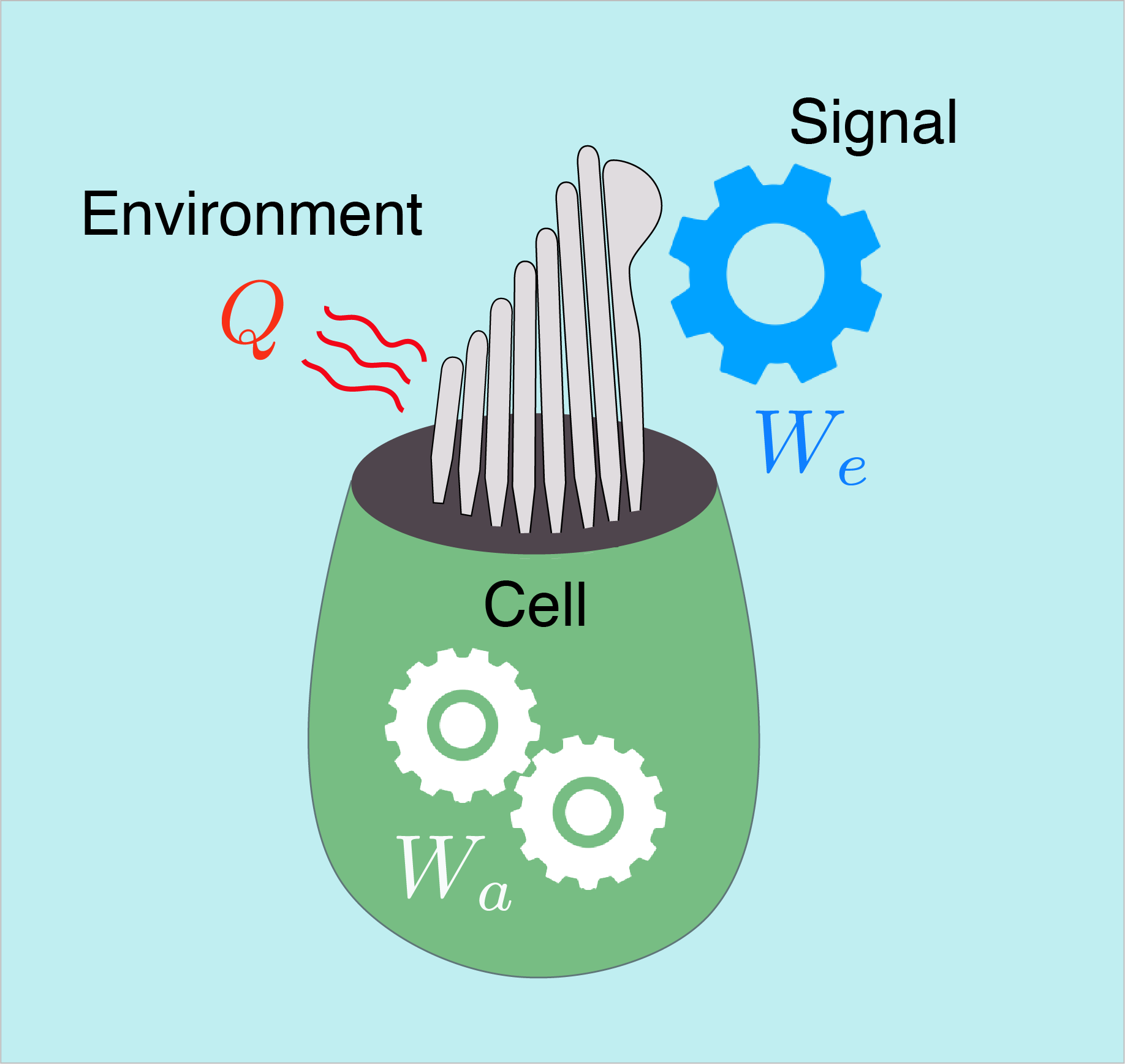 Scheme of a hair cell